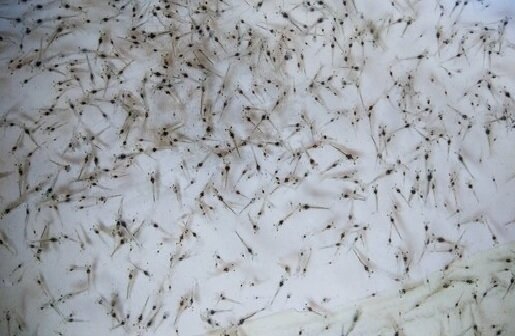 لزوم تقویت تولید لارو میگو؛سنگبنای پرورش آبزیان دربوشهر نیازمند حمایت