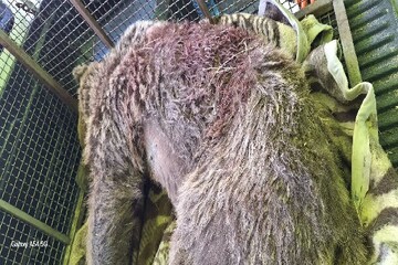 خرس زخمی باغات انگور دنا تلف شد