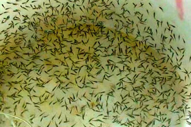 لزوم تقویت تولید لارو میگو؛سنگبنای پرورش آبزیان دربوشهر نیازمند حمایت لزوم تقویت تولید لارو میگو؛سنگبنای پرورش آبزیان دربوشهر نیازمند حمایت