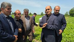 ظرفیت‌های صادراتی محصولات کشاورزی گیلان باید فعال شود