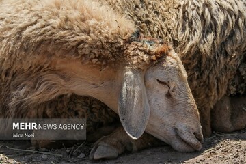 کشف ۵۵ رأس دام قاچاق به ارزش ۱۱ میلیارد ریال در سرپل‌ذهاب