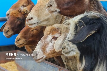 کشف ۳۸ رأس احشام فاقد مجوز در میامی؛ متهم به دادسرا معرفی شد
