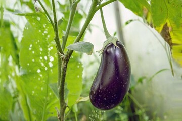 آغاز برداشت ۷۰ هزار تن بادمجان از ۱۱۰۰ هکتار اراضی بندرعباس