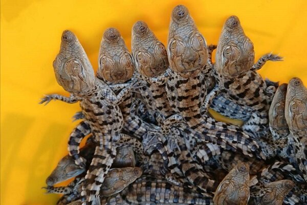 ثبت تولد۷۰ نوزاد گاندو برای اولینبار در ایران
