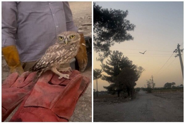 رهاسازی ۵۳ پرنده شکاری در زیستگاه های طبیعی شهرستان ری