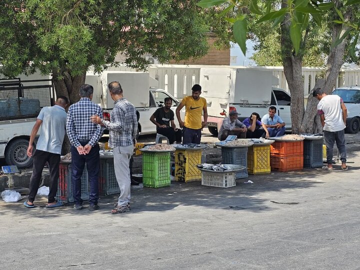 بلاتکلیفی بازار ماهی و میگوی دیر؛ دستفروشی غیربهداشتی زیر آفتاب سوزان بلاتکلیفی بازار ماهی و میگوی دیر؛ دستفروشی غیربهداشتی زیر آفتاب سوزان