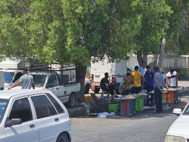 بلاتکلیفی بازار ماهی و میگوی دیر؛ دستفروشی غیربهداشتی زیر آفتاب سوزان