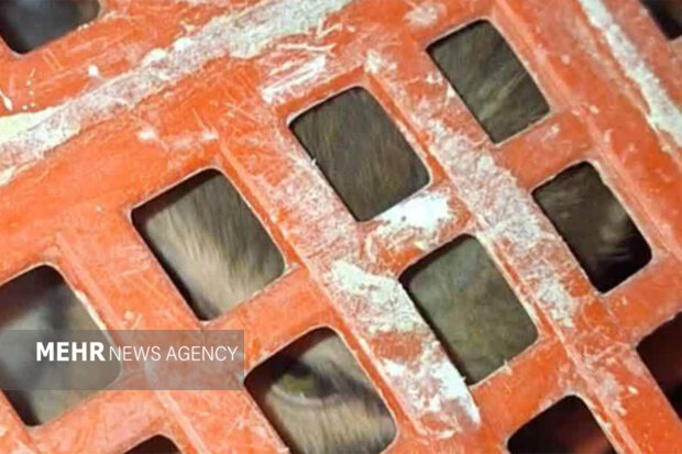 کشف توله میمونهای کمیاب در ورامین؛مقابله با قاچاق گونههای نادر کشف توله میمونهای کمیاب در ورامین؛مقابله با قاچاق گونههای نادر