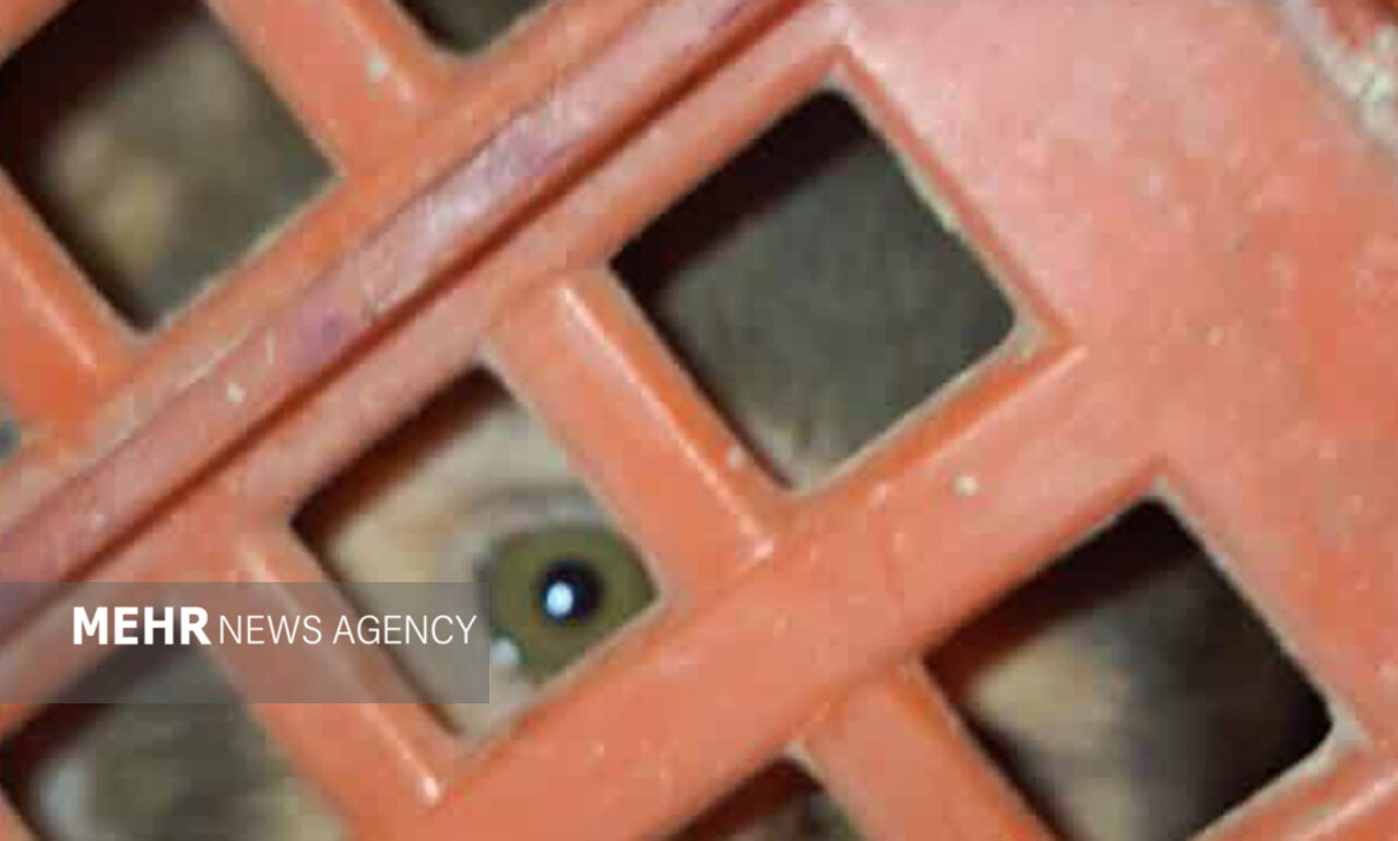 کشف توله میمونهای کمیاب در ورامین؛مقابله با قاچاق گونههای نادر کشف توله میمونهای کمیاب در ورامین؛مقابله با قاچاق گونههای نادر