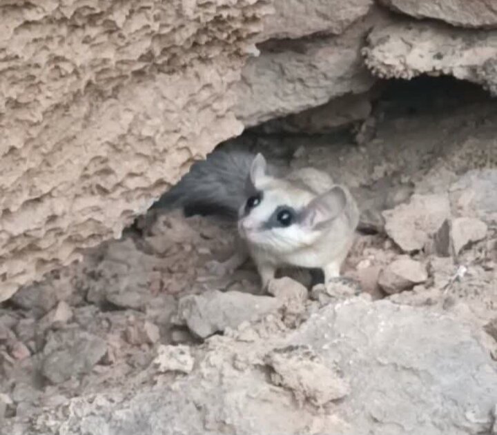 مشاهده سنجابک درختی برای اولین بار در نائین