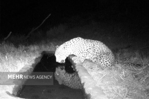 ثبت تصویر پلنگ تازه شناساییشده در کوهسفید دماوند