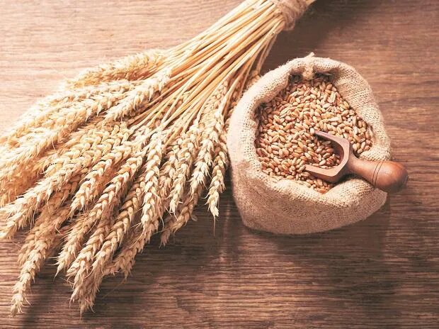 اختصاص ۸ هکتار از اراضی تحقیقاتی اراک به تولید بذر پرورشی گندم و جو اختصاص ۸ هکتار از اراضی تحقیقاتی اراک به تولید بذر پرورشی گندم و جو
