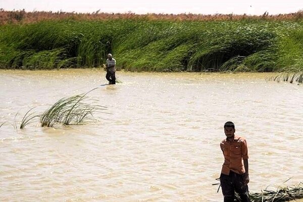 تالاب هامون جازموریان نفس های آخر را می کشد