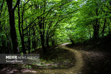 ایران در مقام دوازدهم جهانی؛جنگل‌های کشور ۱.۴ میلیون هکتار افزایش یافت