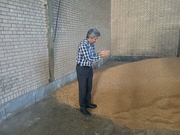 خرید ۹۰ هزار تن گندم از زراعان توسط تعاون روستایی آذربایجان‌ غربی