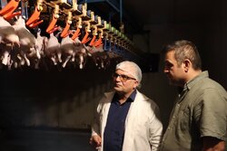 سرمایه‌گذاری ۲۵۰ میلیارد ریالی برای توسعه ظرفیت کشتارگاه مرغ سمنان