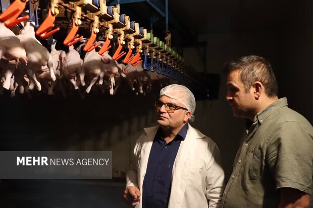 سرمایهگذاری ۲۵۰ میلیارد ریالی برای توسعه ظرفیت کشتارگاه مرغ سمنان