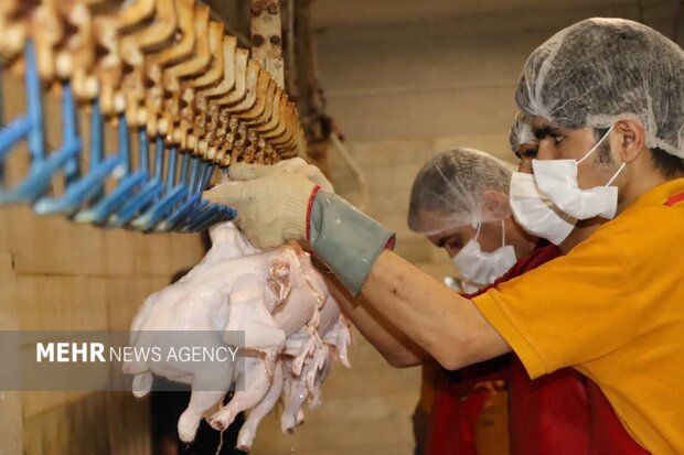 «مرغ» پرندهای که پرواز قیمتش سفرهها را سبک کرده است