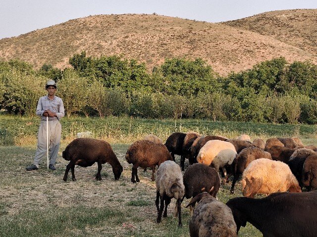 گزگزاره سفلی؛ تابلویی زنده از سنت، طبیعت و همت در قلب کردستان