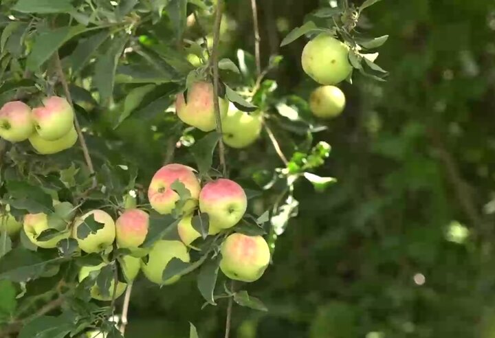 سرزمین سیبهای شیرین! 3