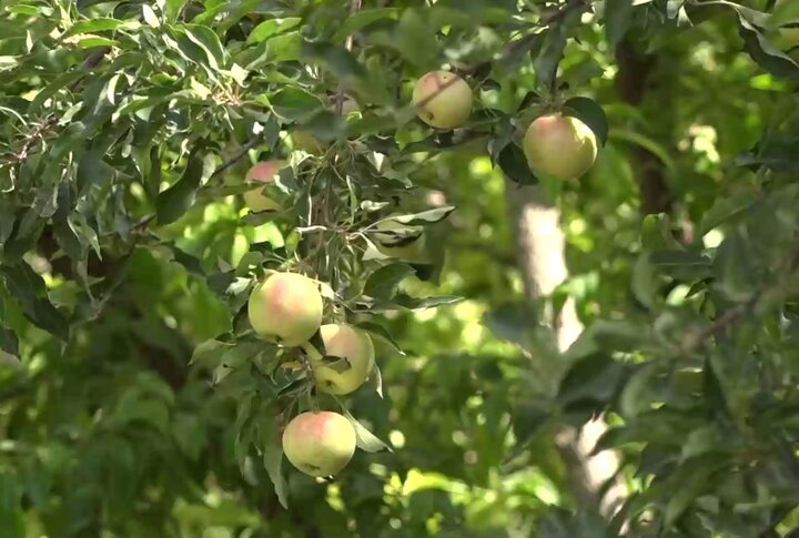 سرزمین سیبهای شیرین! 4
