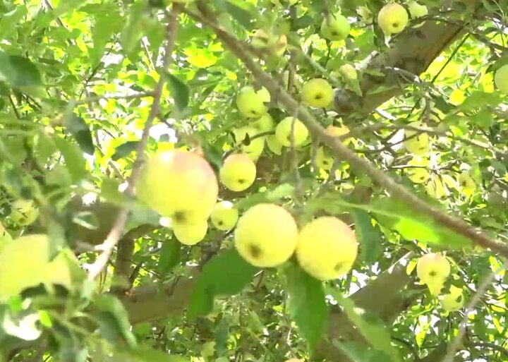 سرزمین سیب‌های شیرین! 6