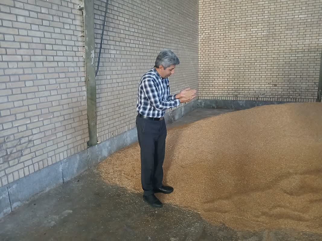 آمادگی ۱۱ مرکز برای خرید گندم در کهگیلویه وبویراحمد