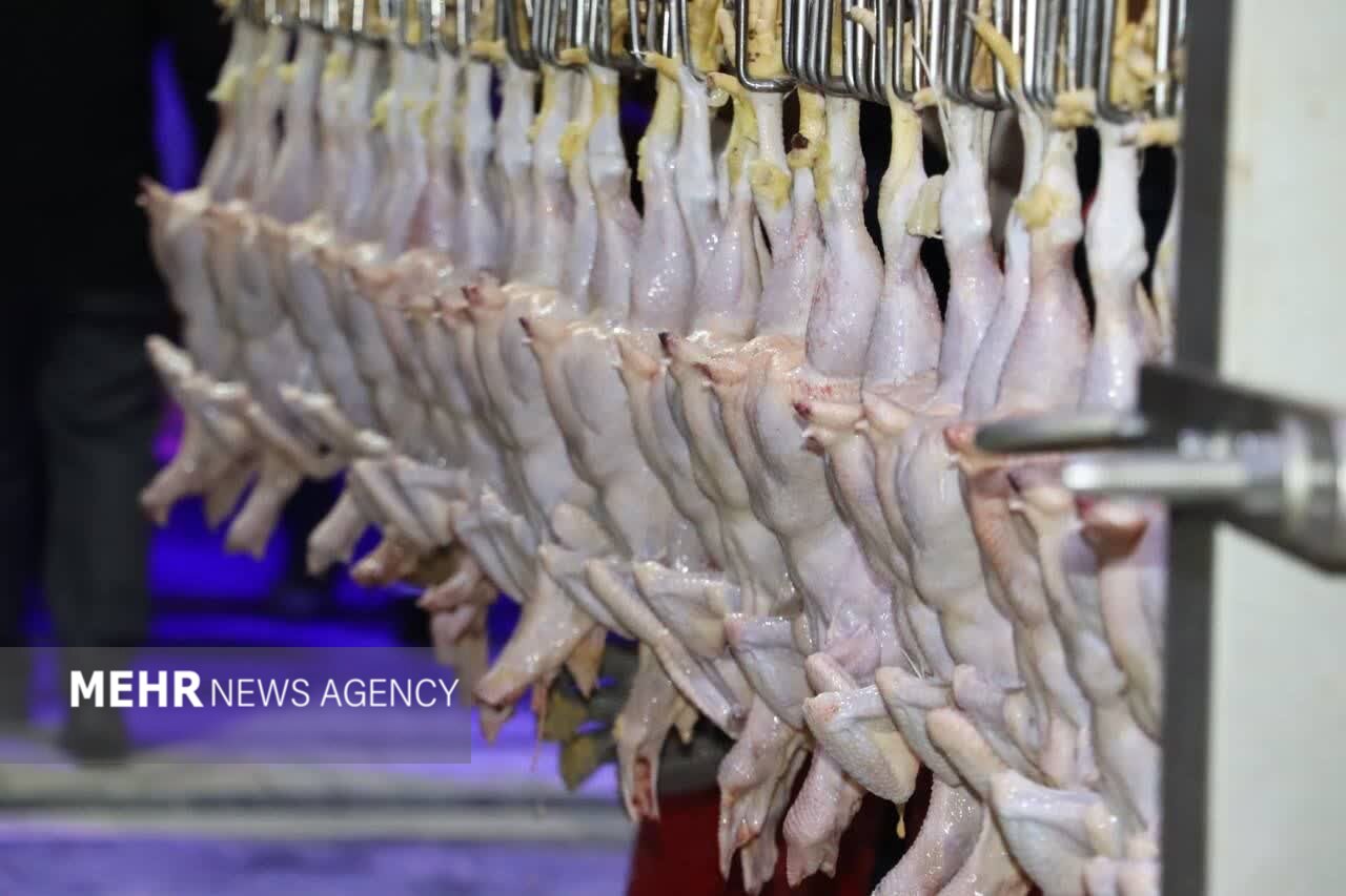 قم،بازار،مرغ،افزايش،كشاورزي،استان،توليد،جهاد،تأمين،قيمت،واحد ...