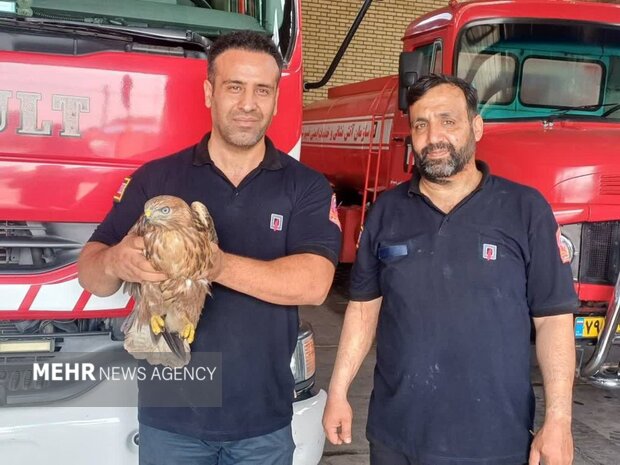 کشف لاکپشت مهاجم و تحویل دو پرنده شکاری در بهارستان