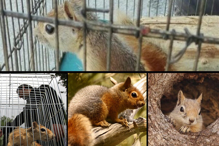 هموطن «سنجاب» نخر!