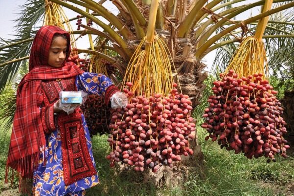 خرمای سیستان و بلوچستان در سفره مردم روسیه، هند پاکستان و مالزی