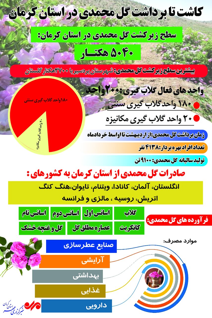 اینفوگرافیک| کاشت تا برداشت گل محمدی در استان کرمان