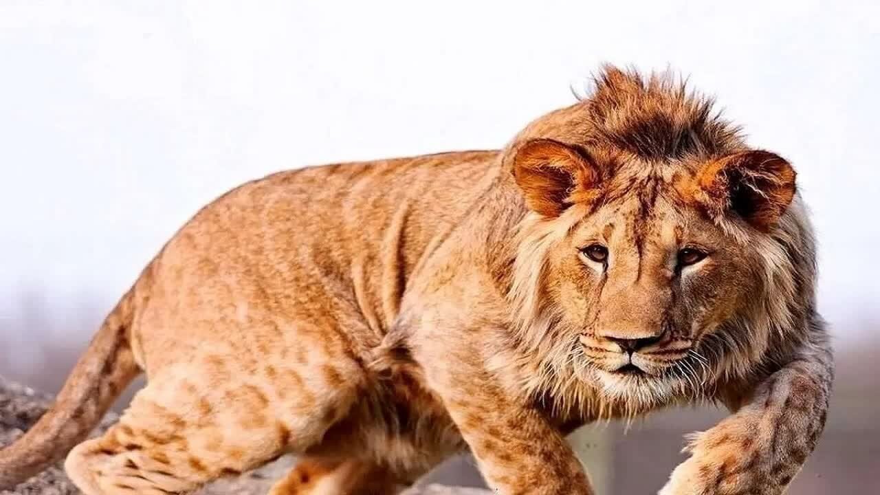 کالبد شکافی لاشه شیر تلف شده در الیمالات نور