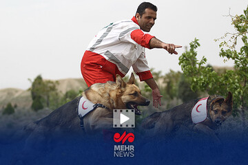 گزارش خبرنگار مهر از نحو جستجوی تیم‌های زنده‌یاب در محل حادثه