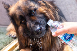 گرمسار در مسیر حل چالش سگ‌های بلاصاحب با برنامه‌ای علمی و انسانی