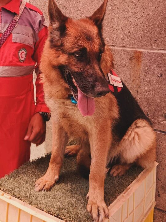 کشف زندگی زیر آوار جنگ؛ نقش تیم آنست در جنگ 12 روزه 2