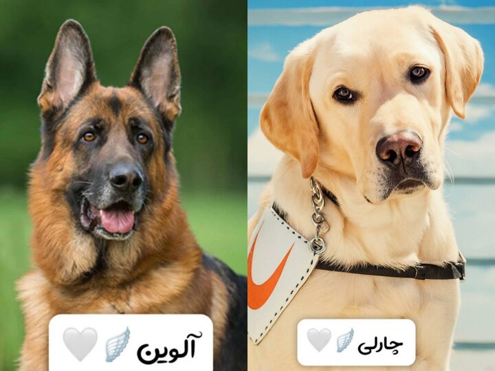 کشف زندگی زیر آوار جنگ؛ نقش تیم آنست در جنگ 12 روزه 4