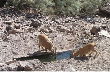 آبشخورهای حیات وحش شهرستان رودان ضدعفونی شد