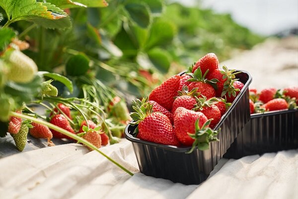 توت، چای و کاکائو در حفظ سلامت مغز موثرند توت، چای و کاکائو در حفظ سلامت مغز موثرند