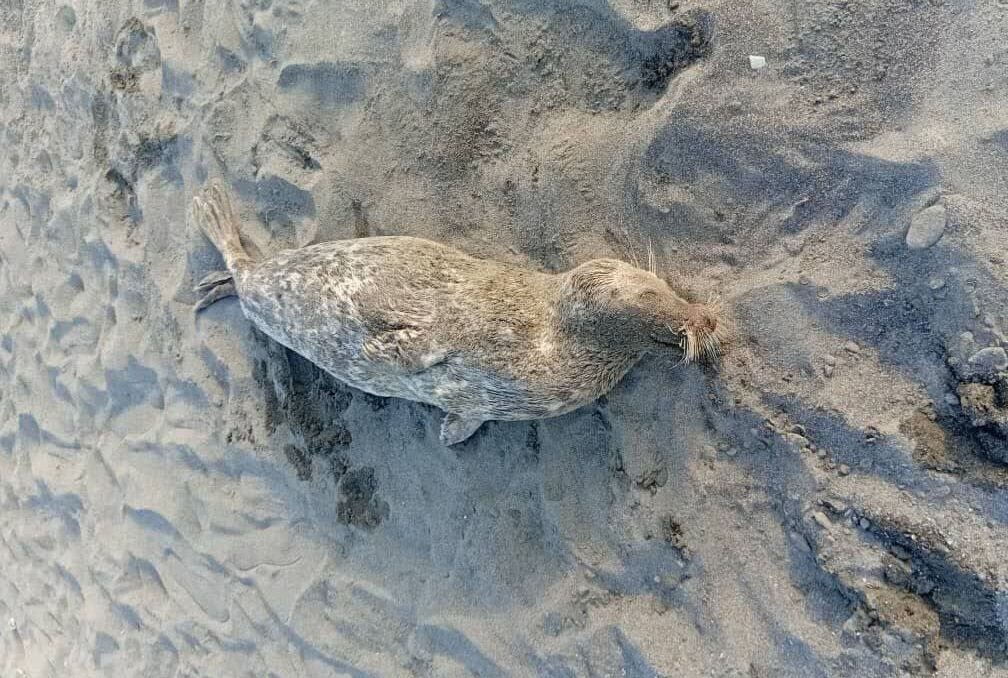 عاشوری: تلفات فک های خزری در گیلان به ۲۶ قلاده رسید عاشوری: تلفات فک های خزری در گیلان به ۲۶ قلاده رسید