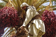 نخلداران ریگان در انتظار رفع موانع صادراتی هستند