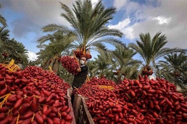 طلای سیاه بم در کش و قوس مشکلات؛ دست ما کوتاه خرما بر نخیل