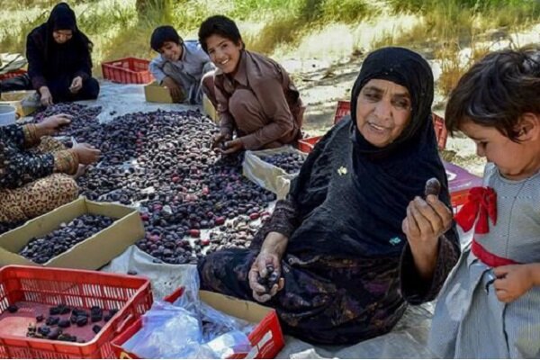 حشر و مدد؛ سنت زیبای همدلی کشاورزان بلوچستان و بلوچستان