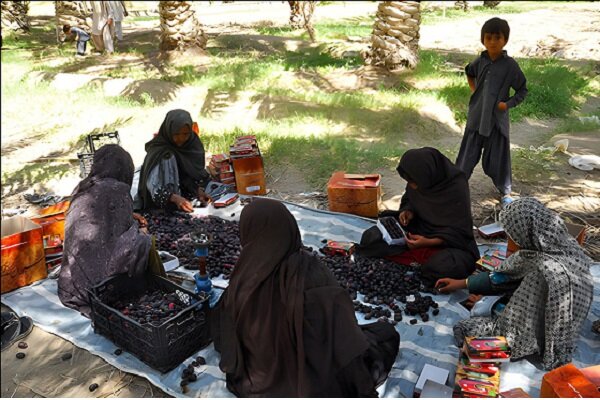 آیین هامین؛ سنتی ماندگار از همدلی نخلداران سیستان و بلوچستان