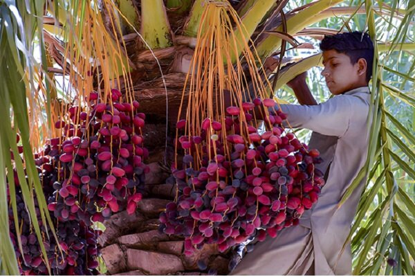 آیین هامین؛ سنتی ماندگار از همدلی نخلداران سیستان و بلوچستان