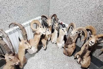 کشف کارگاه بزرگ و غیرمجاز تاکسیدرمی حیوانات در کرمان