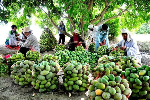 سیستان و بلوچستان قطب تولید سلطان میوه‌ها در کشور