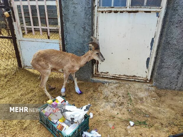 کشاورز دماوندی قوچ وحشی گرفتار شده را تیمار و در طبیعت رهاسازی کرد