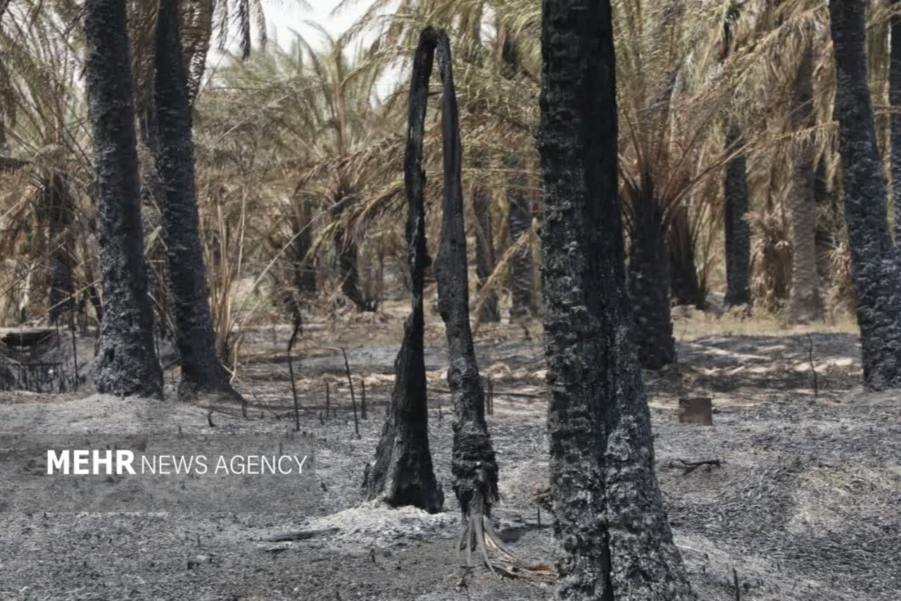 نخيلات،آبادان،منجر،كشاورزي،مجلس