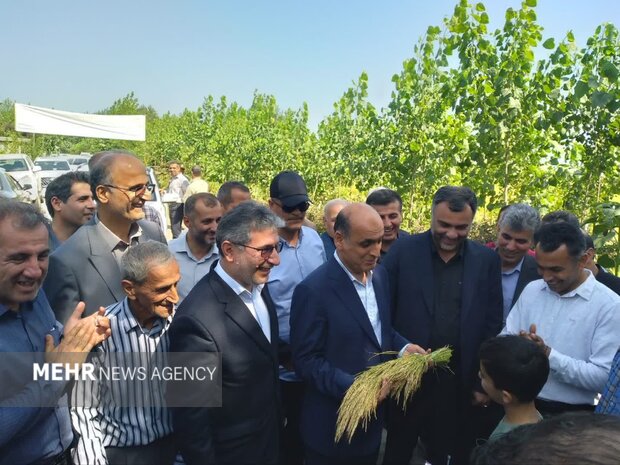 نخستین برداشت مکانیزه برنج سال جاری در صومعهسرا آغاز شد